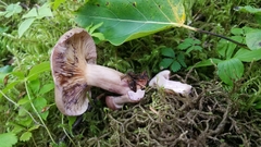 Lactarius uvidus