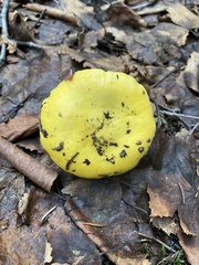 Russula lutea