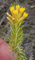Helichrysum hamulosum