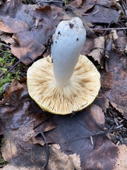 Russula lutea