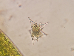 Staurastrum vestitum