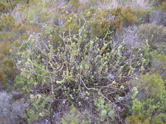 Leucadendron coriaceum