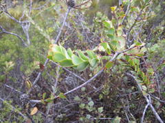 Leucadendron coriaceum