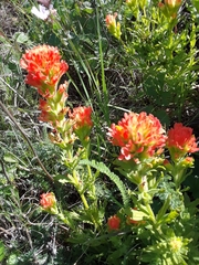 Castilleja wightii
