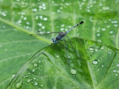 Diplacodes trivialis