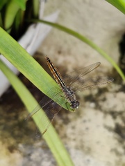 Brachythemis contaminata