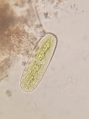 Netrium oblongum