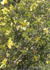 Roepera lichtensteiniana