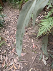 Angophora costata