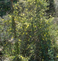 Roepera lichtensteiniana