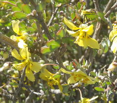 Roepera lichtensteiniana