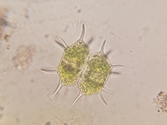 Xanthidium antilopaeum