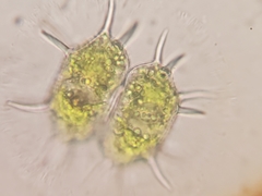 Xanthidium antilopaeum