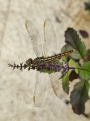 Brachythemis contaminata