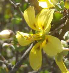 Roepera lichtensteiniana