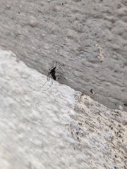 Aedes vittatus