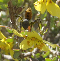 Roepera lichtensteiniana