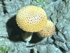 Xanthagaricus