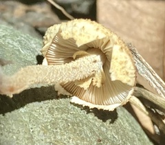 Xanthagaricus
