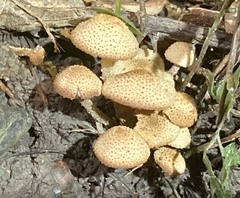 Xanthagaricus