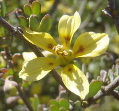 Roepera lichtensteiniana