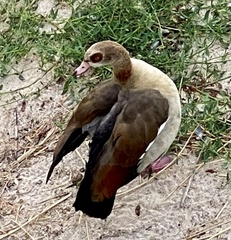 Alopochen aegyptiaca