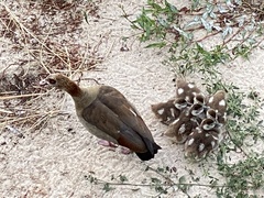 Alopochen aegyptiaca