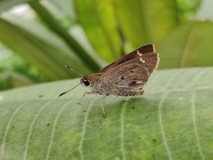 Suastus gremius