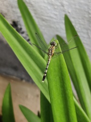 Diplacodes trivialis