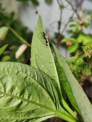 Odontomantis planiceps