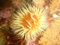 Pseudactinia flagellifera