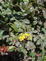 Berberis pinnata