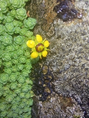 Saxifraga engleriana
