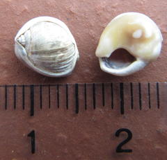 Nassarius kraussianus