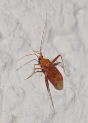 Phytocoris meridionalis