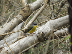 Eopsaltria australis australis