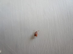 Callosobruchus maculatus