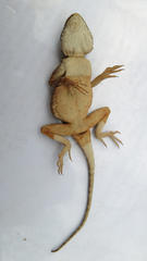 Agama armata