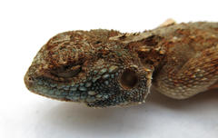 Agama armata