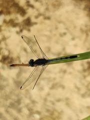 Diplacodes trivialis