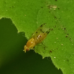 Homoneura occidentalis