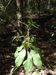 Mackinlaya macrosciadea