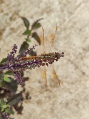 Brachythemis contaminata