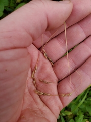 Vahlodea atropurpurea