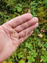 Vahlodea atropurpurea