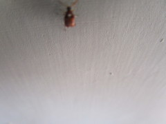 Callosobruchus maculatus