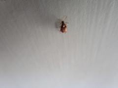 Callosobruchus maculatus