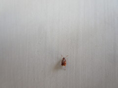 Callosobruchus maculatus