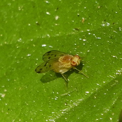 Homoneura occidentalis