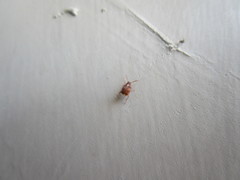 Callosobruchus maculatus